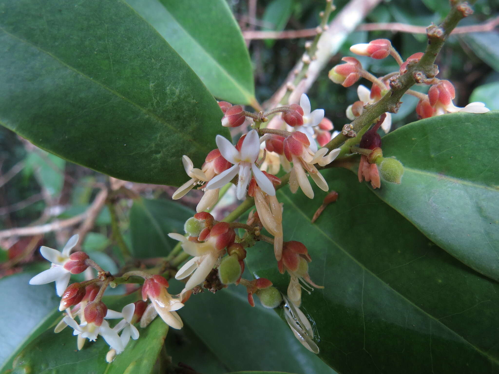 Imagem de Xanthophyllum octandrum (F. Müll.) Domin