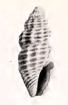 Image of Pyrgocythara helena (Dall 1919)