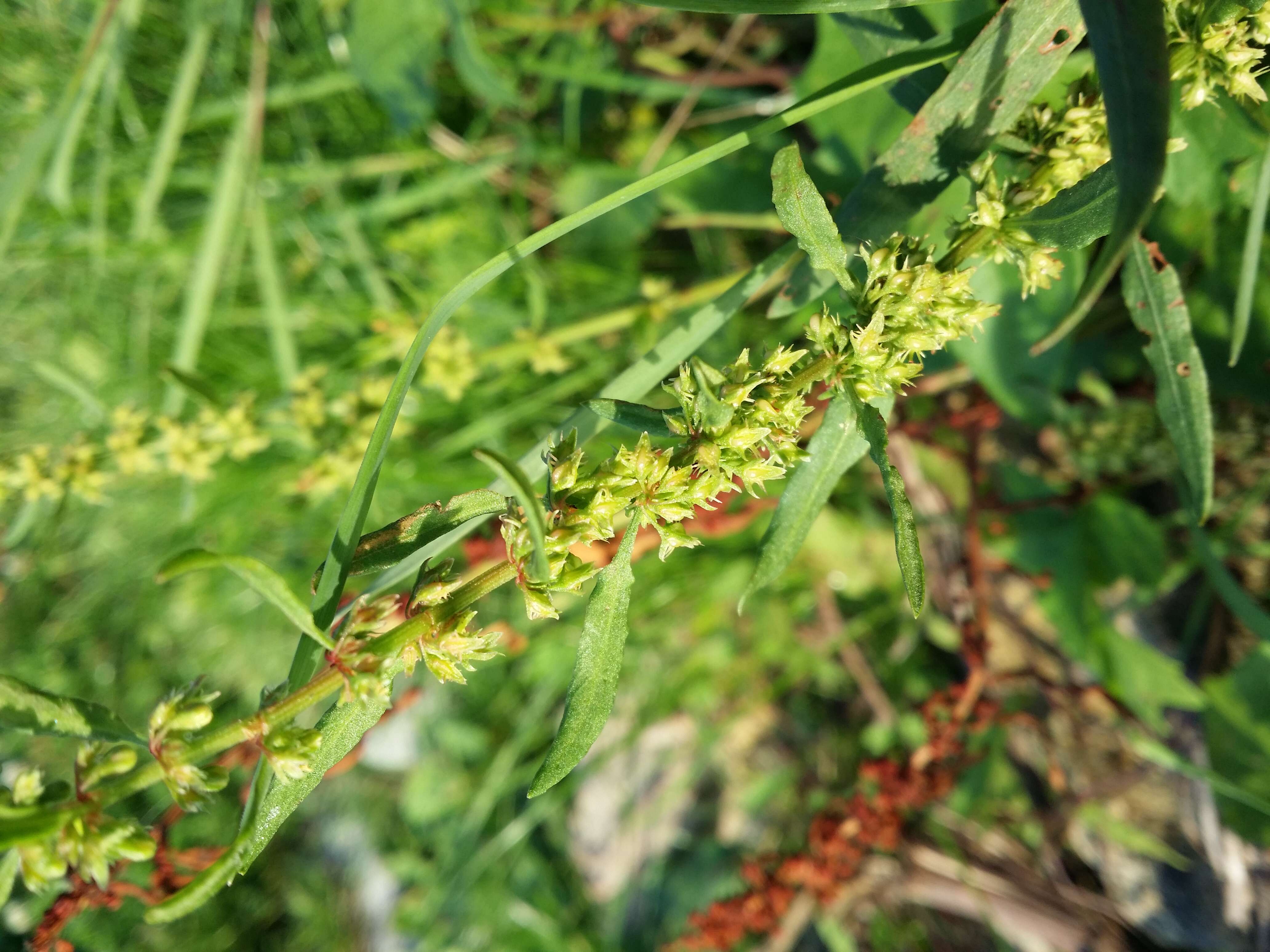 Rumex palustris Sm. resmi