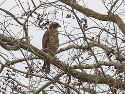 Image of Grey-faced Buzzard