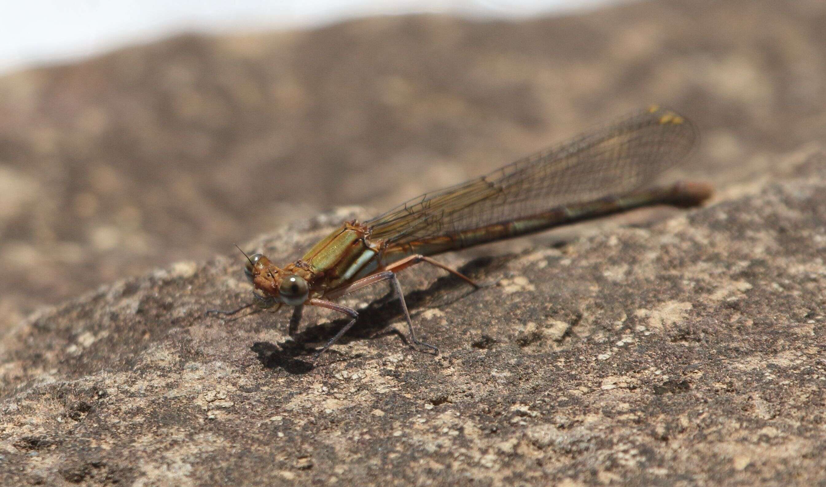 Image of Kubusi stream damsel