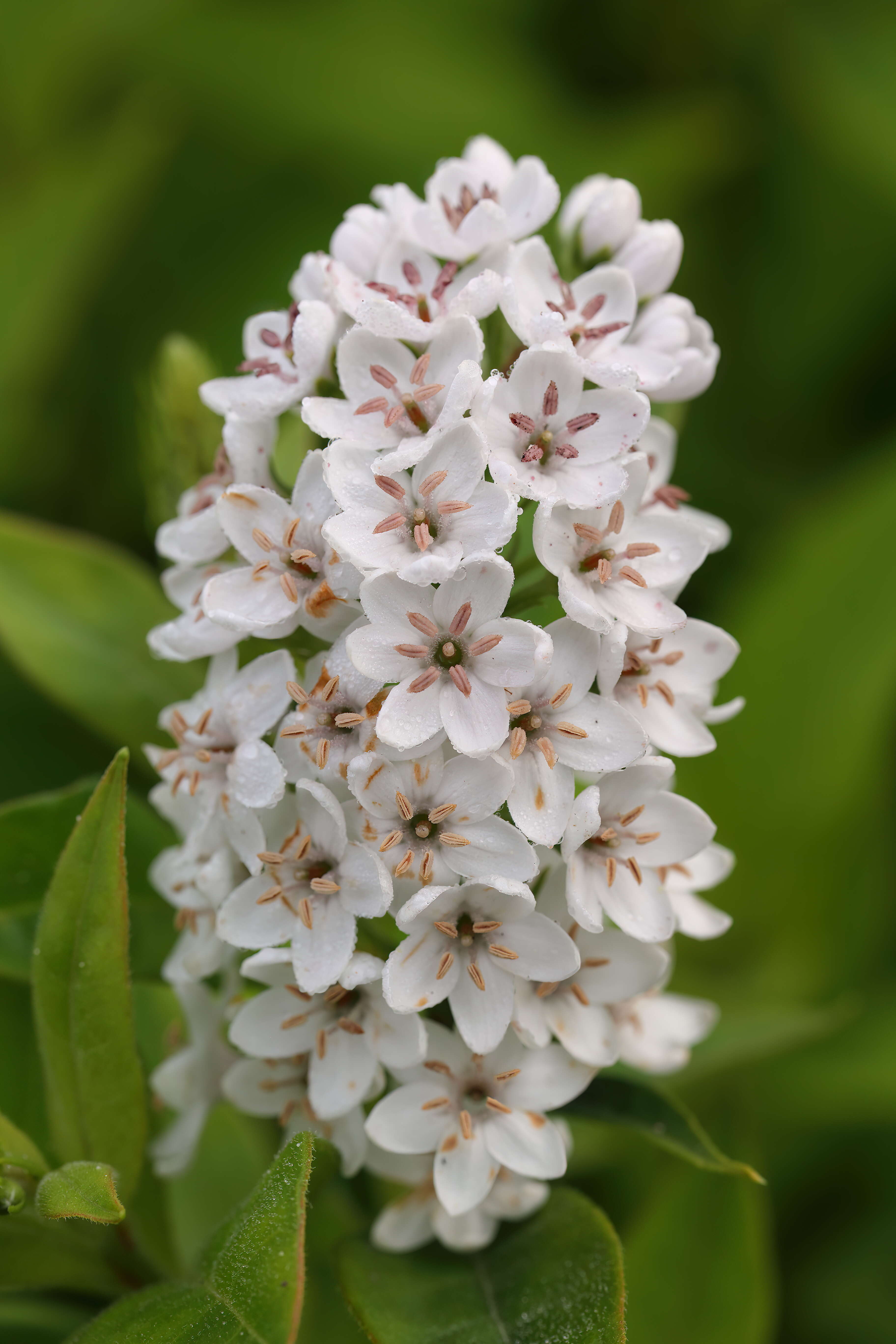 Image of gooseneck yellow loosestrife