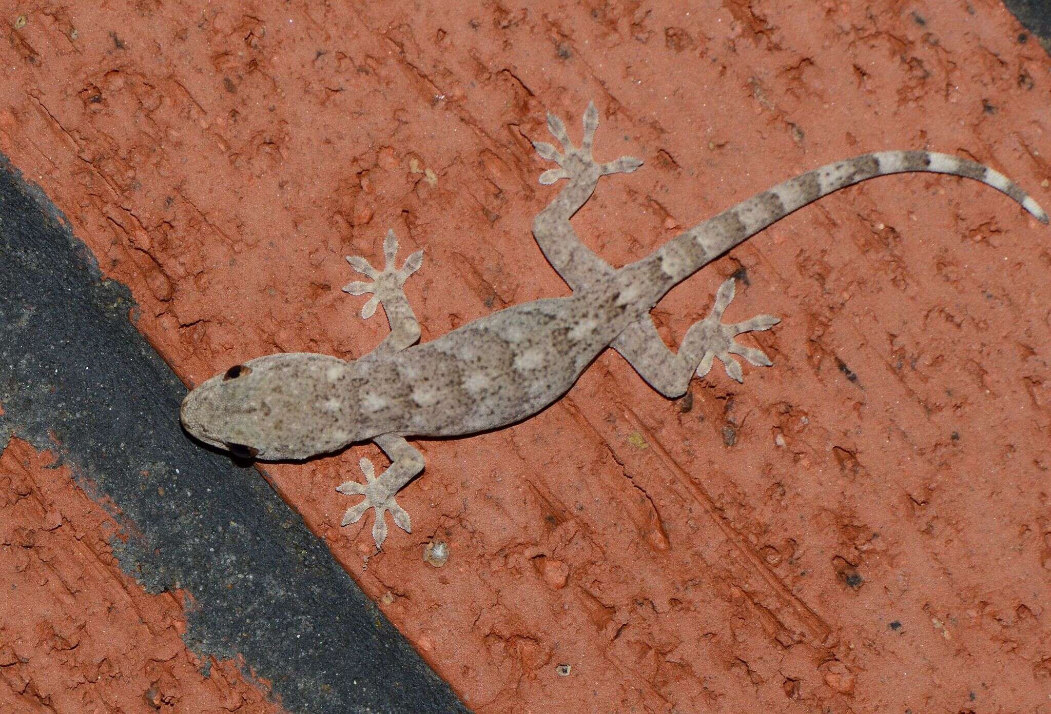 Image of Peking Gecko