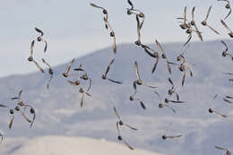 Image of Grey-bellied Brent Goose