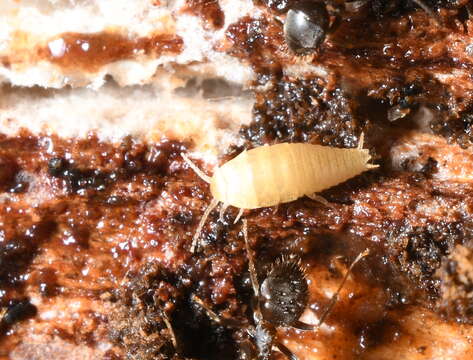 Image of subterranean silverfish