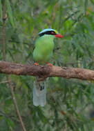 Image of Common Green Magpie