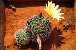 Image de Mammillaria beneckei Ehrenb.