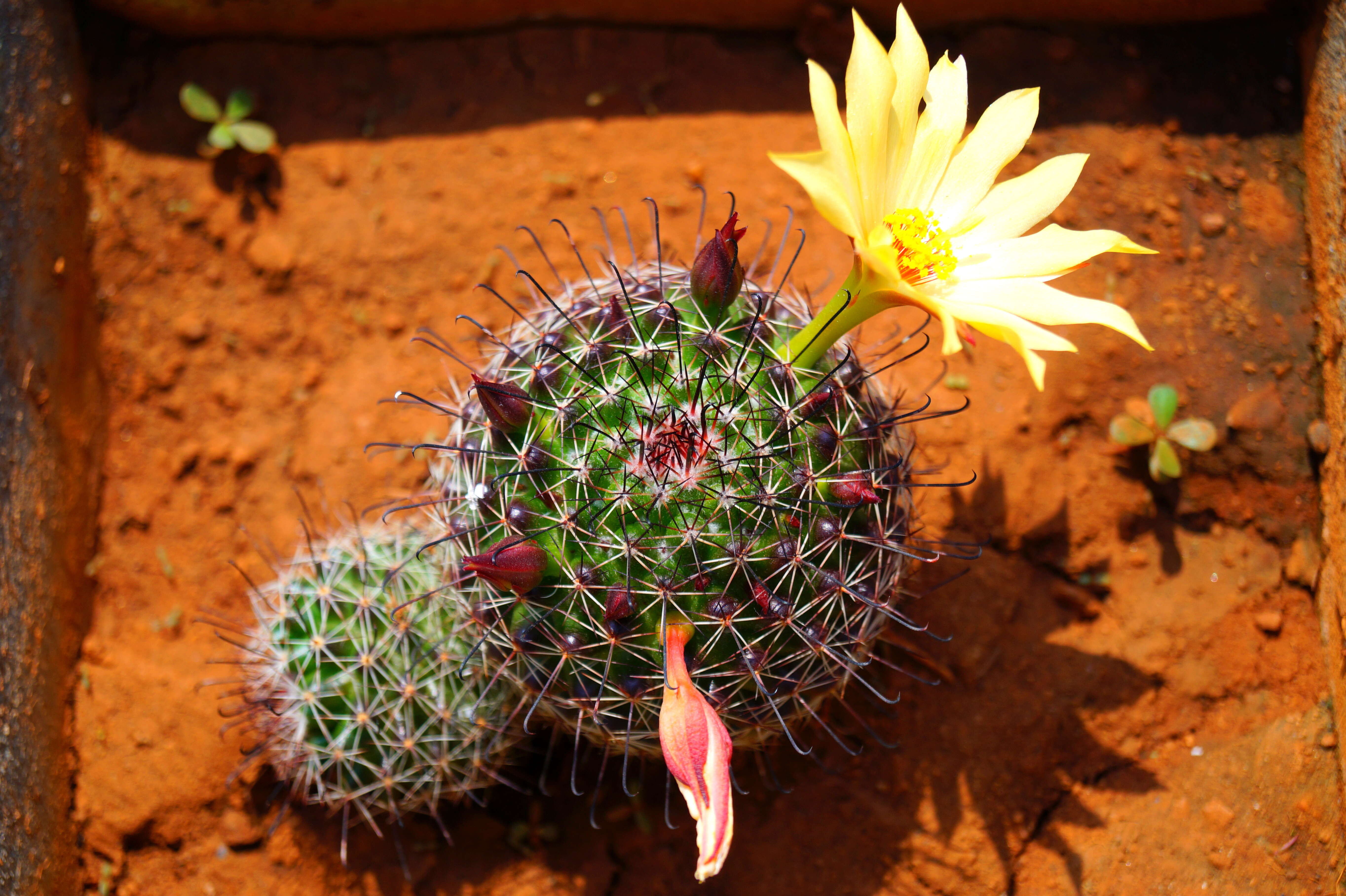 Image de Mammillaria beneckei Ehrenb.