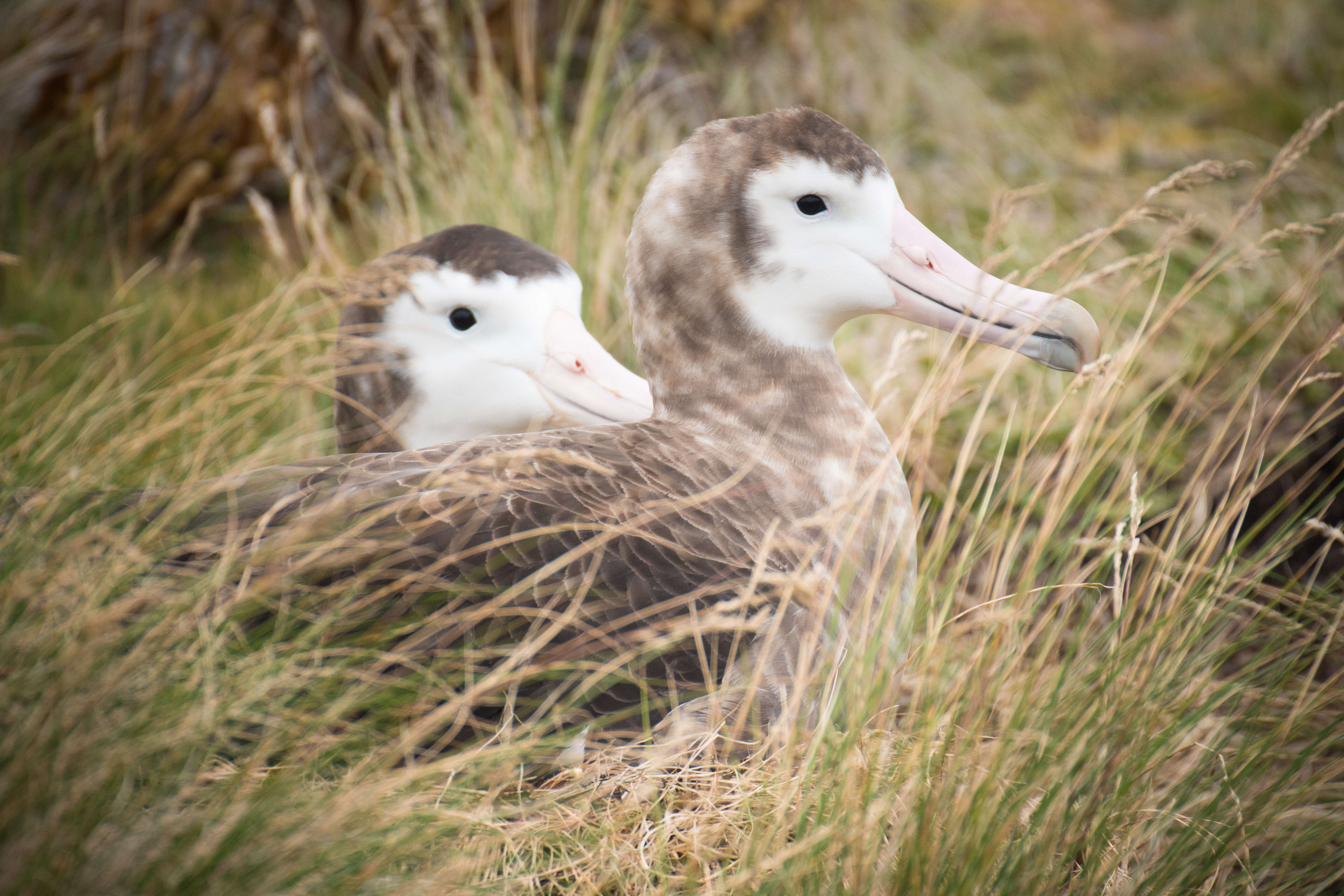 Image of Amsterdam Albatross