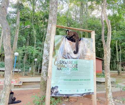 Image of Black Capuchin