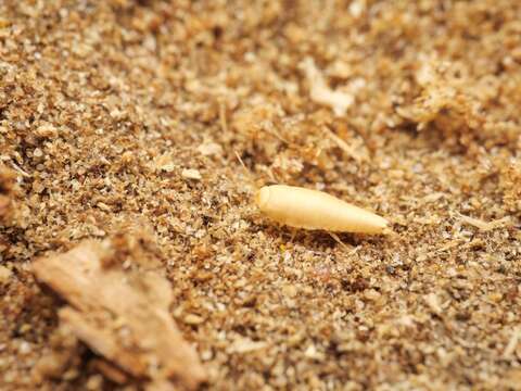 Image of subterranean silverfish