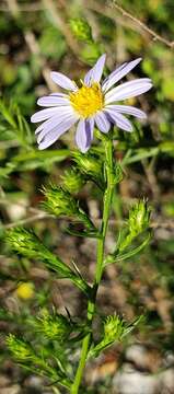 Image of Symphyotrichum kentuckiense