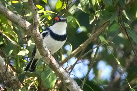 Image of White-fronted Wattle-eye
