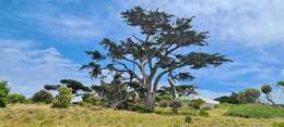 Image of Monterey cypress