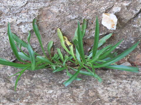 Image of Symphyotrichum kentuckiense