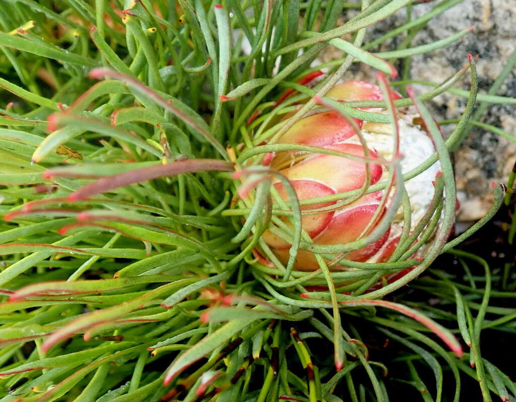 Image of Protea montana E. Mey. ex Meissn.