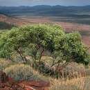 Image of Eucalyptus ewartiana Maiden