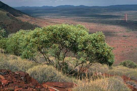 Image of Eucalyptus ewartiana Maiden