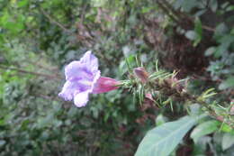 Strobilanthes integrifolius (Dalz.) Kuntze resmi