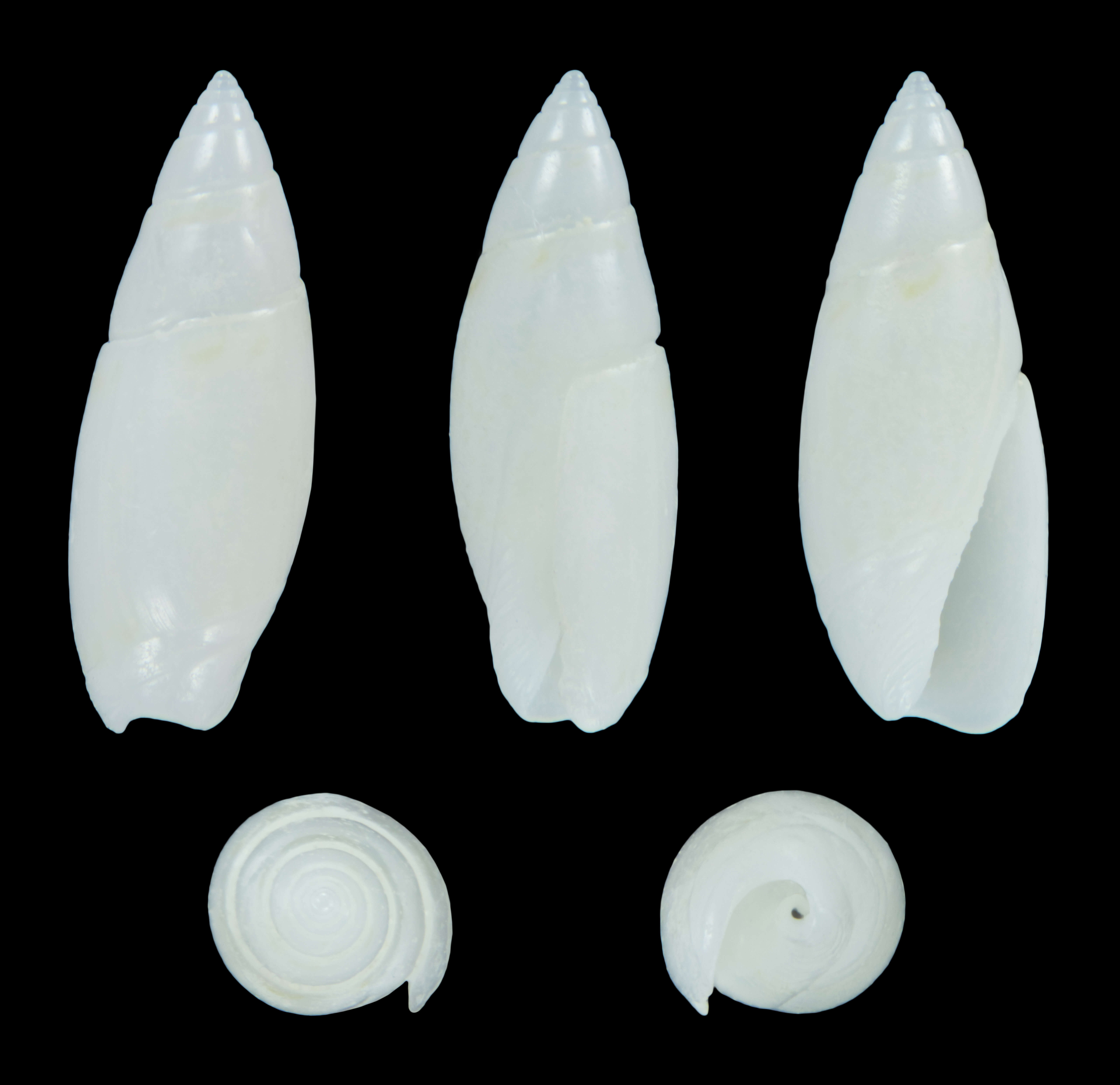 Image of Olivella nivea (Gmelin 1791)