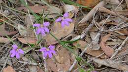 Image of Scaevola ramosissima (Smith) K. Krause