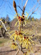 Imagem de Hamamelis mollis Oliv.