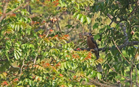 صورة Anorrhinus tickelli (Blyth 1855)