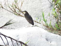 Image of Fasciated Tiger Heron