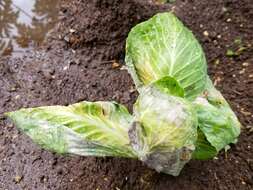 Image of white cabbage