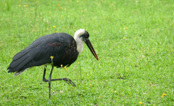 Image of African Woolly-necked Stork