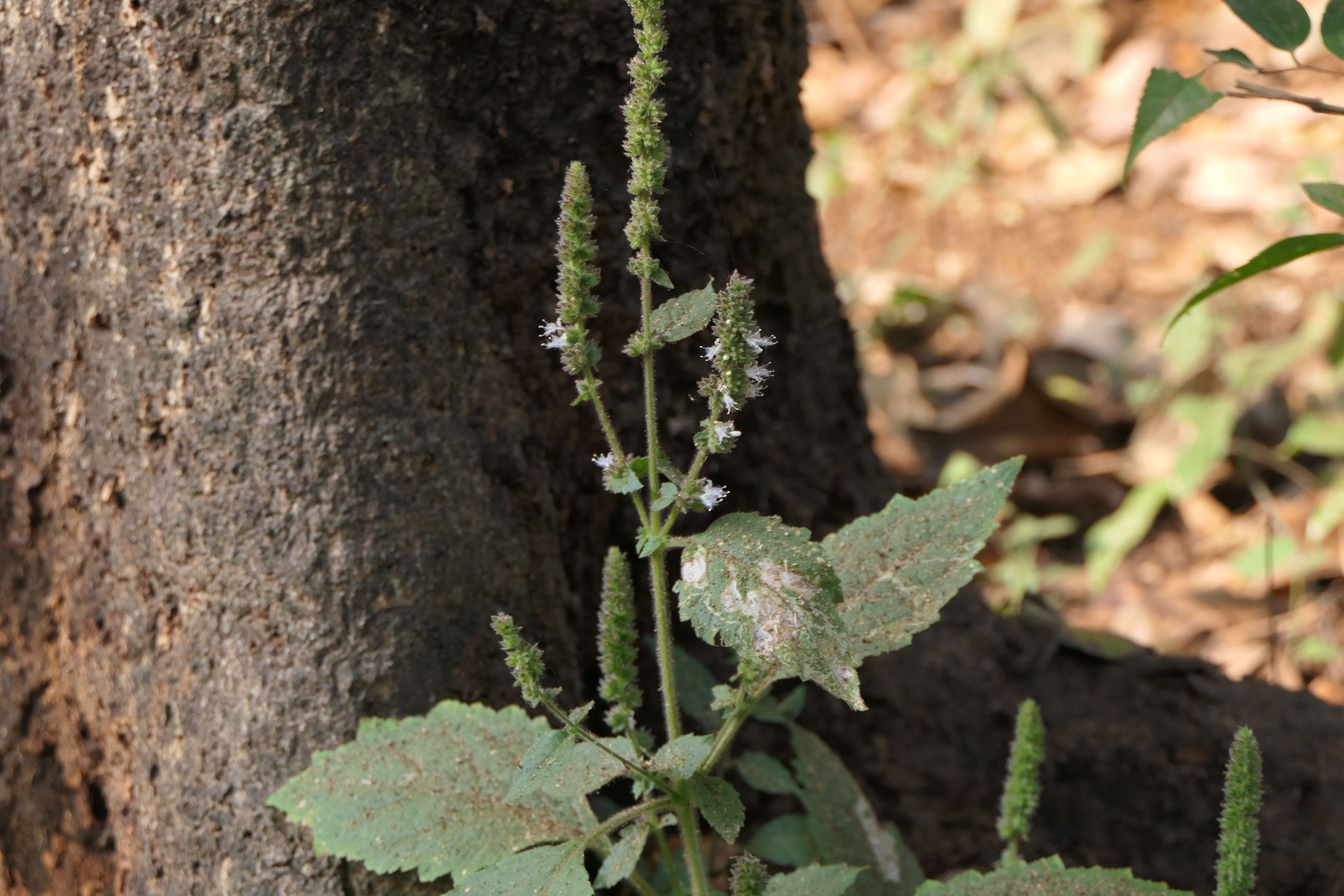 Image of Pogostemon purpurascens Dalzell