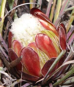 Image of Protea intonsa Rourke