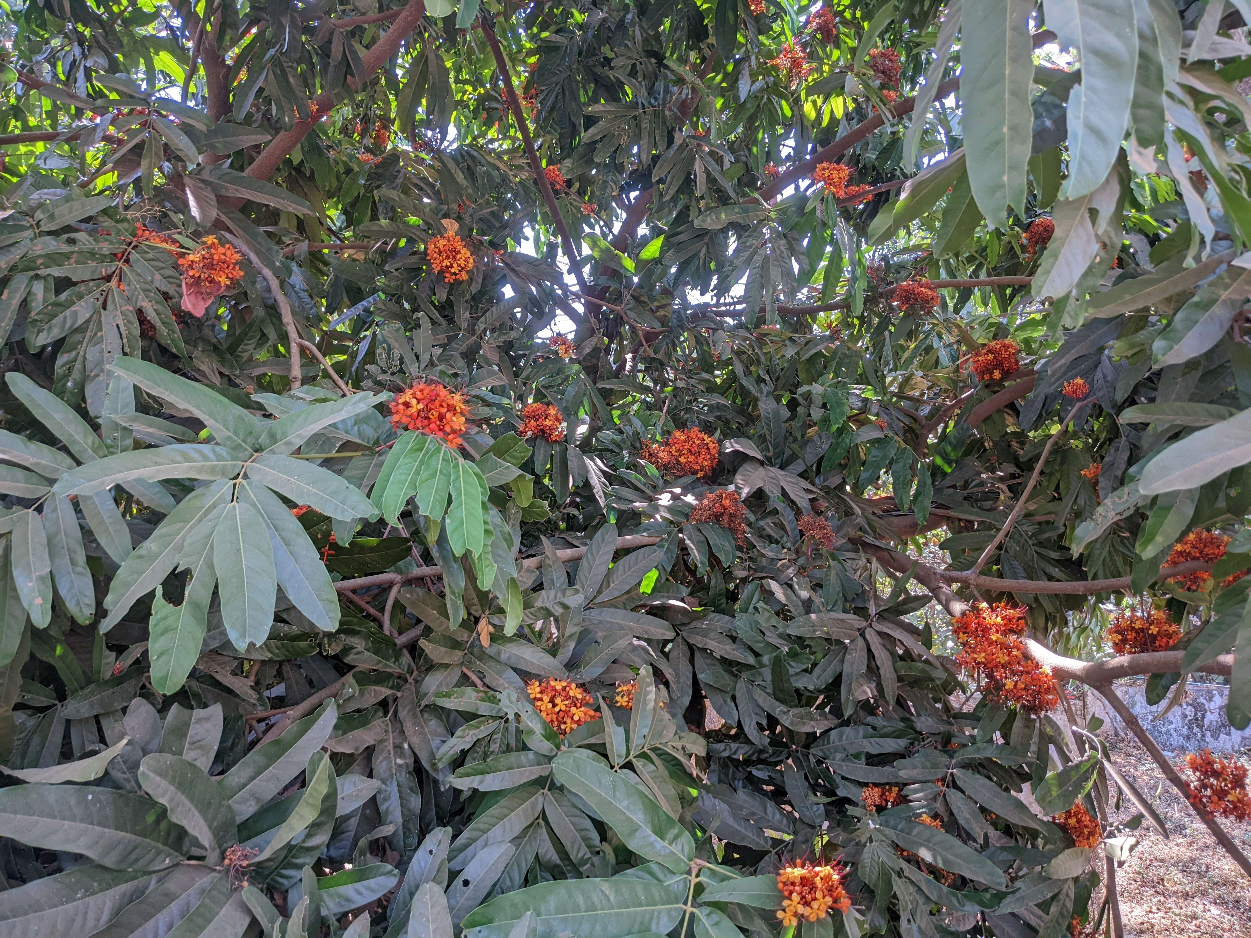 Image of Ashoka tree