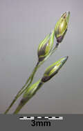 Image of witch grass