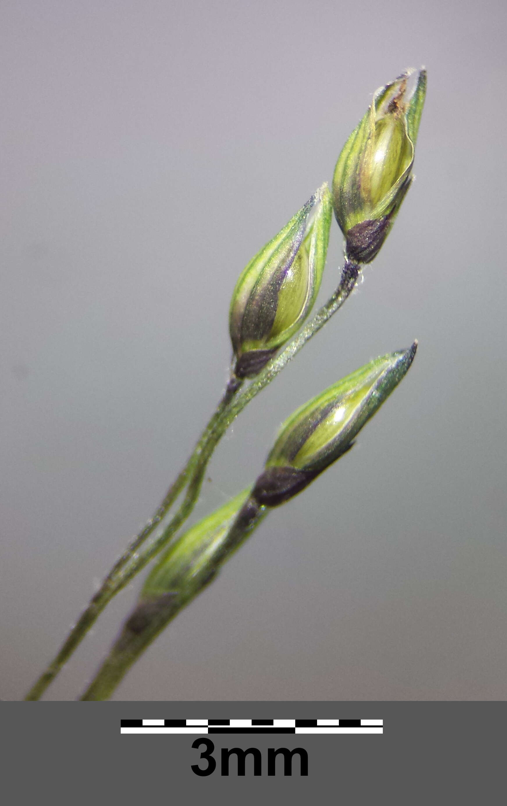 Imagem de Panicum capillare L.