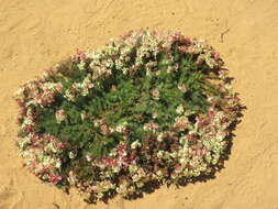 Image of Wreath Flower