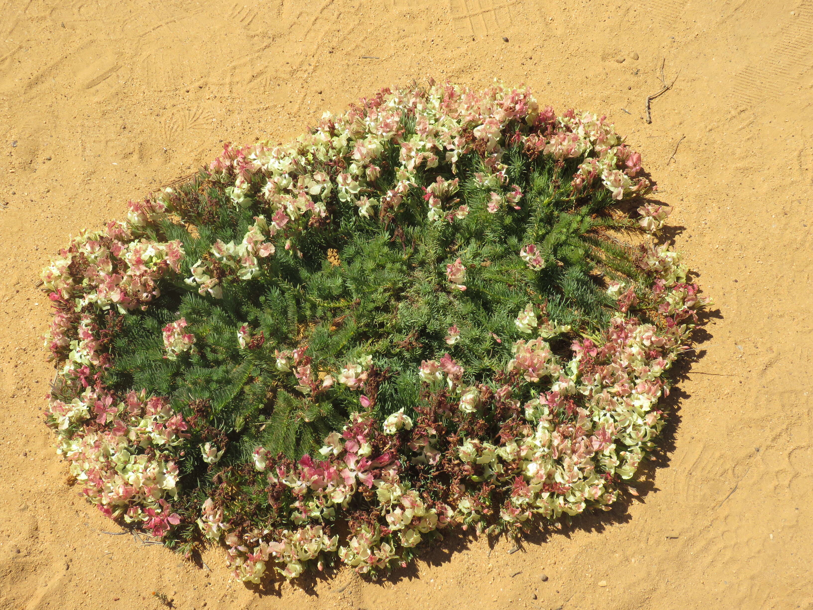 Image of Wreath Flower