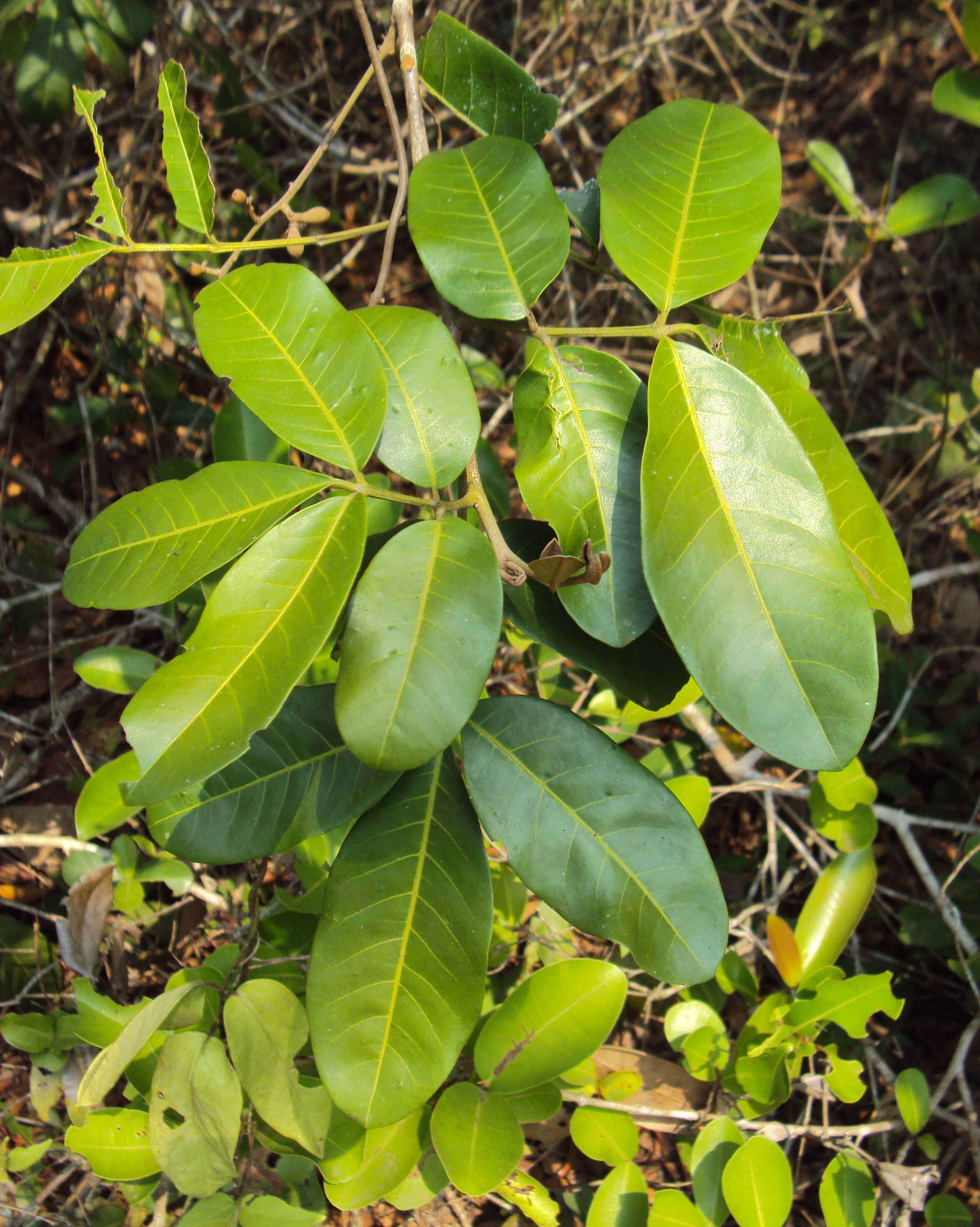 Image of Aglaia elaeagnoidea