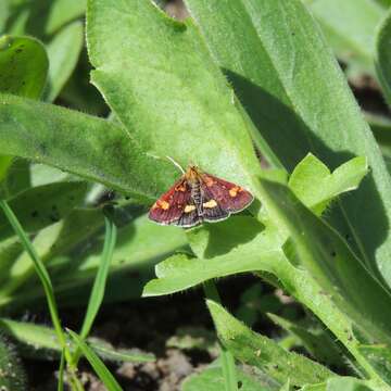 Image of Mint moth