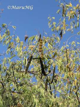 Plancia ëd Leucaena cuspidata Standl.