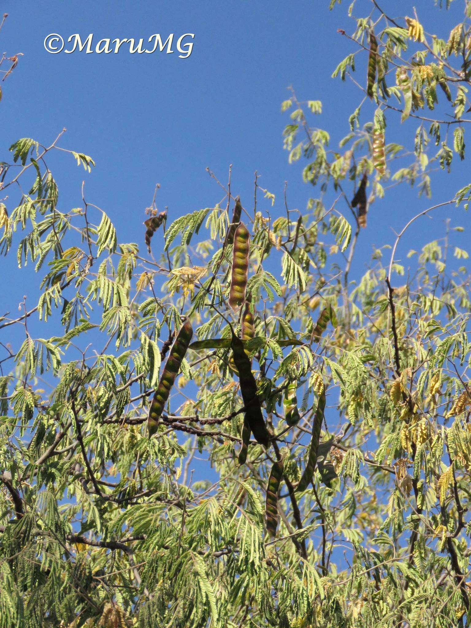 Plancia ëd Leucaena cuspidata Standl.