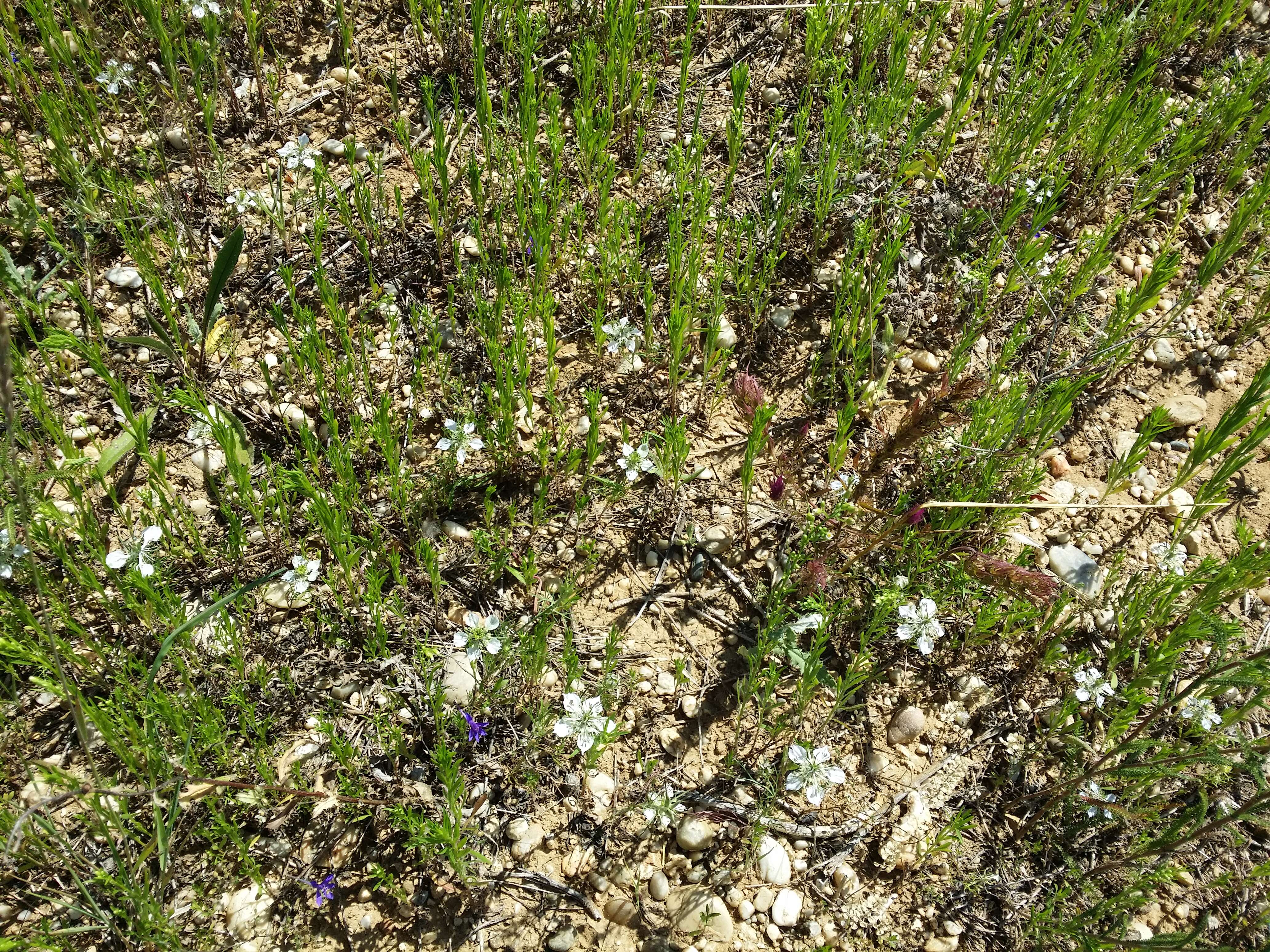 Nigella arvensis L. resmi