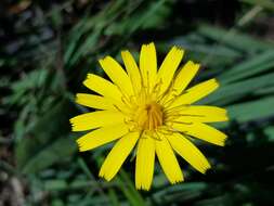 Image of fall dandelion