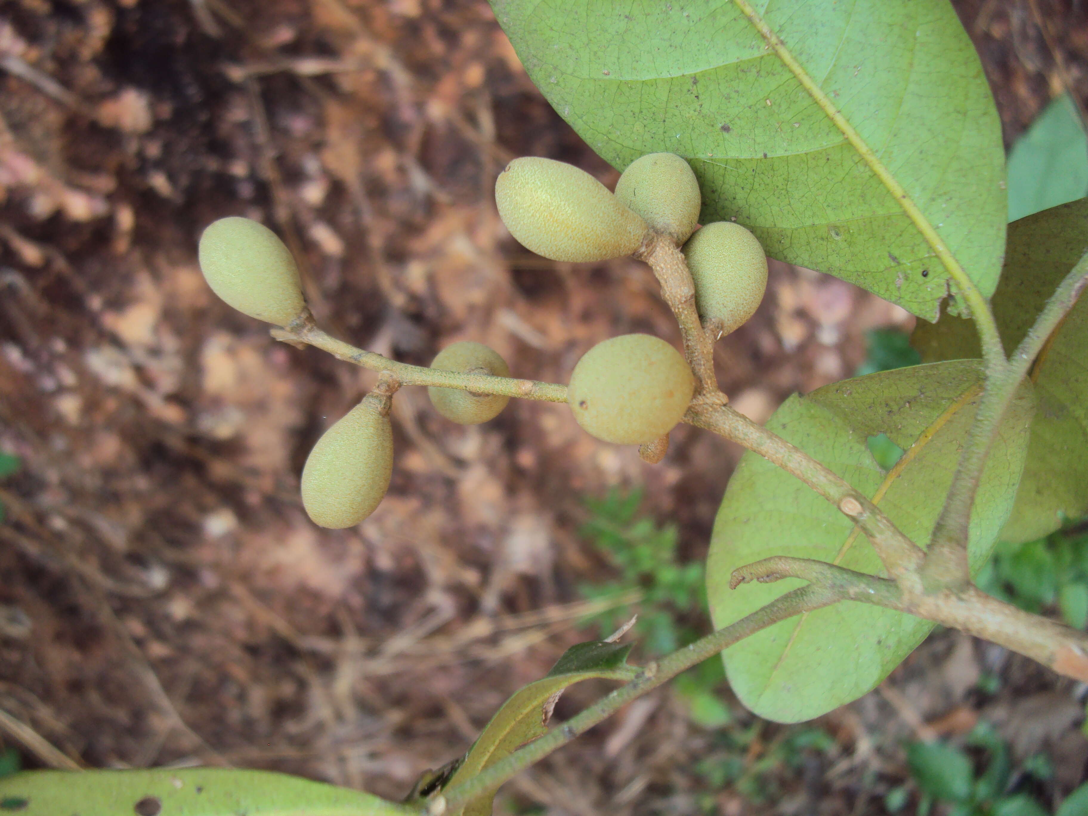 Image of Aglaia elaeagnoidea