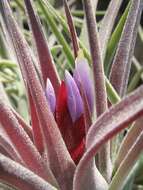 Imagem de Tillandsia kammii Rauh