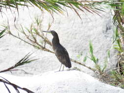 Image of Fasciated Tiger Heron