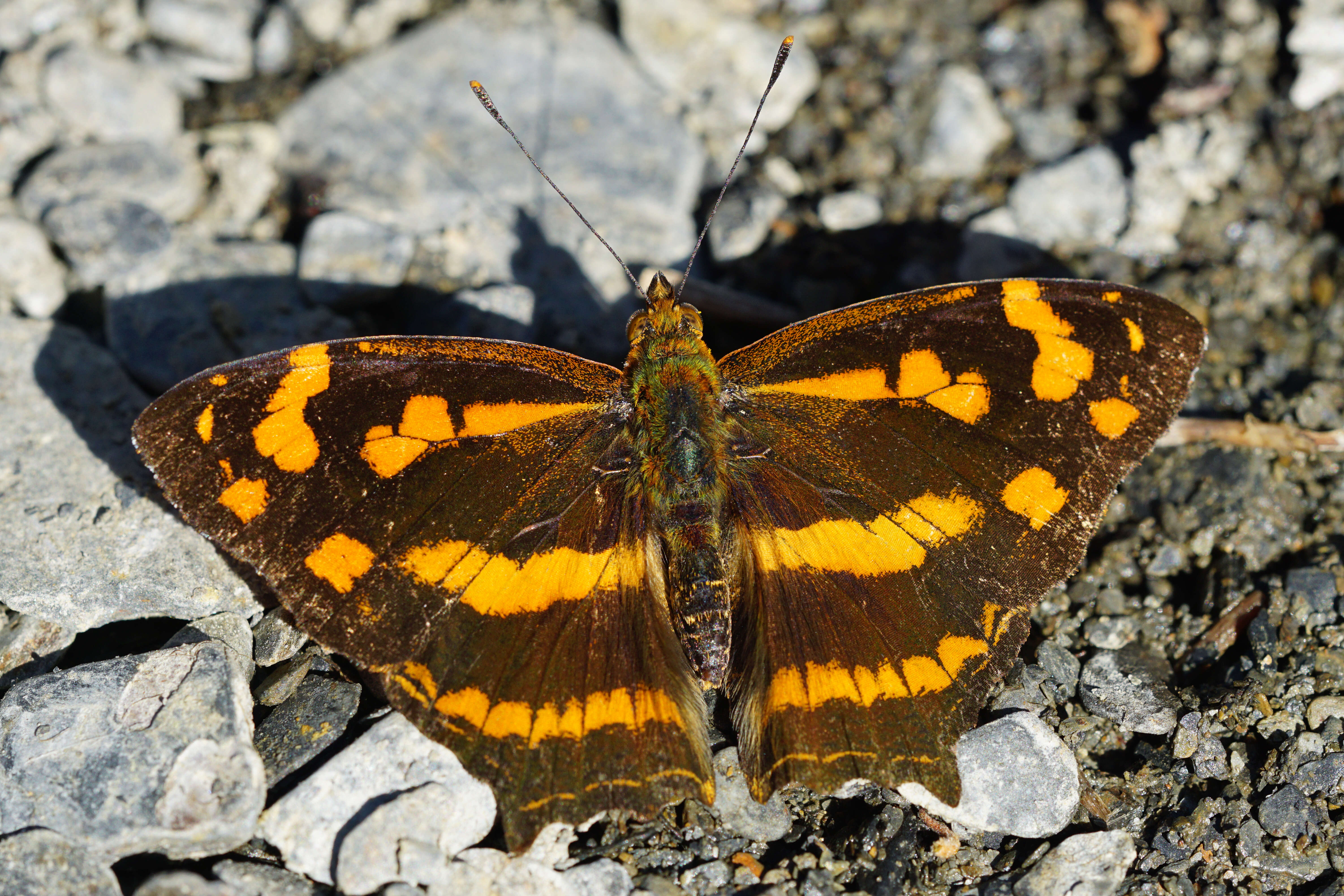 Plancia ëd Symbrenthia lilaea