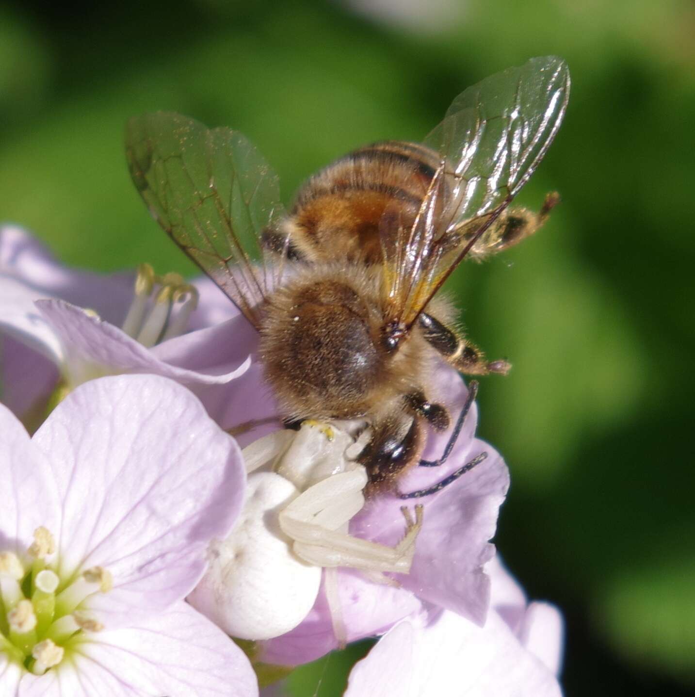 Image of Flower Crab Spiders