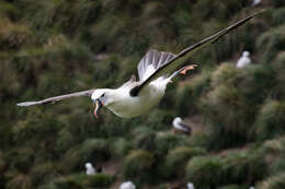 Image de Albatros de Carter