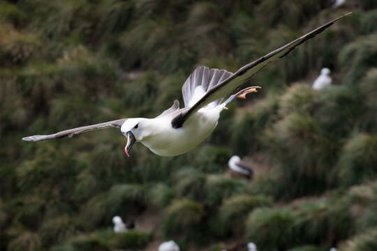 Image of Indian Yellow-nosed Albatross